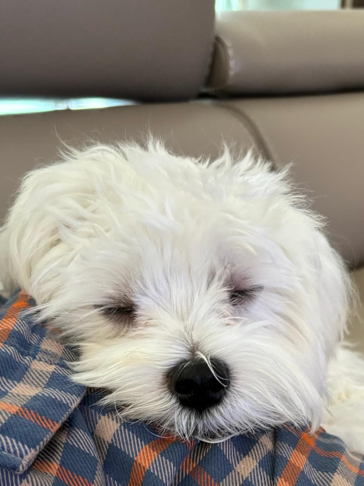 Percy, a small white dog