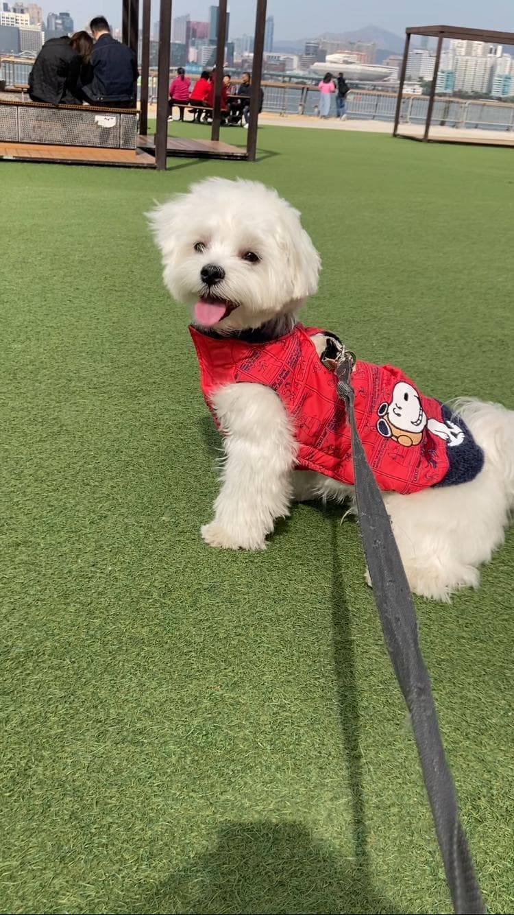 Percy looking at the camera