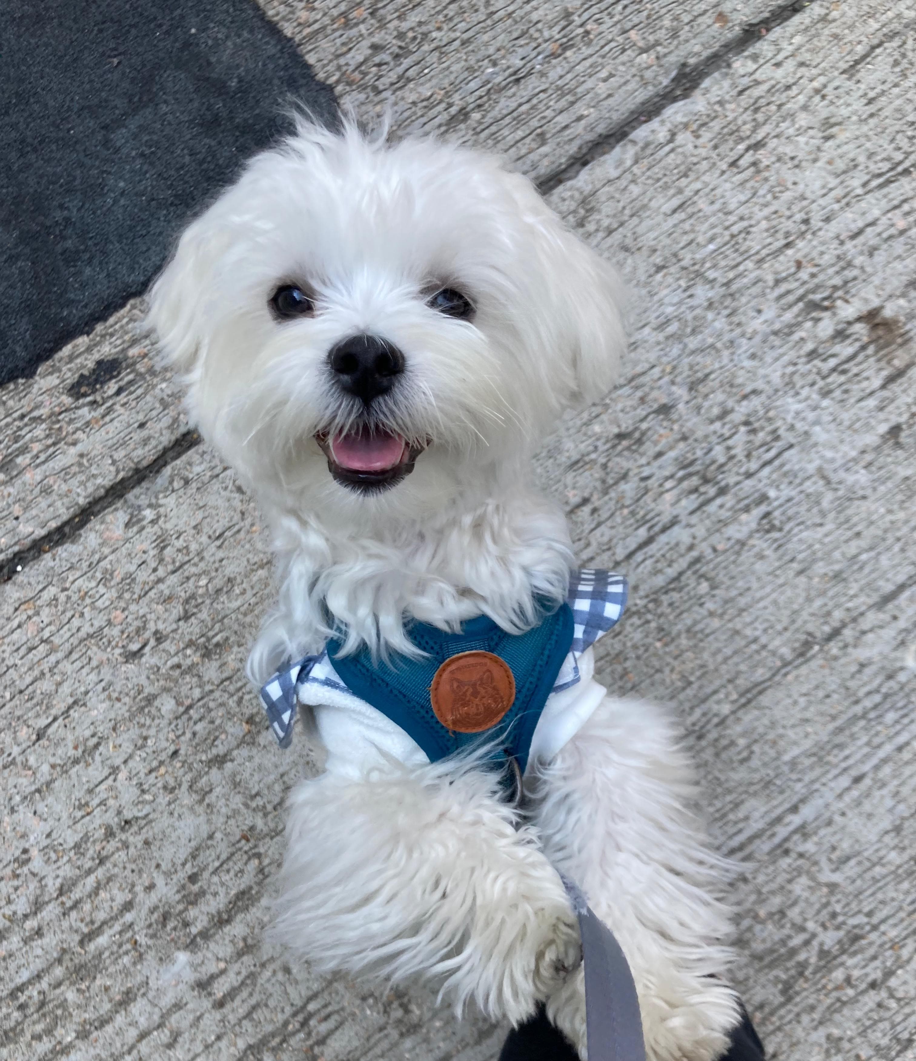 Percy with a toy