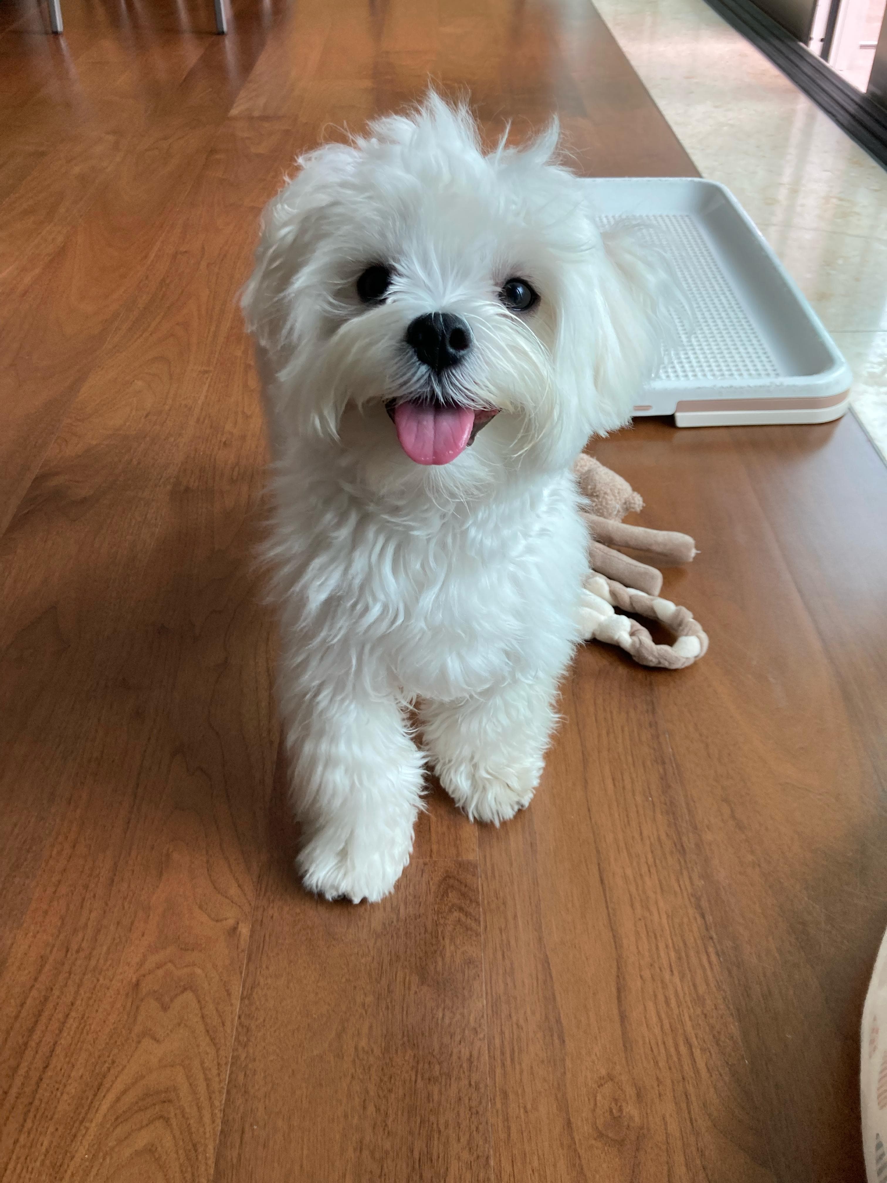 Percy with a toy